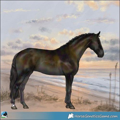 Horse Color:Midnight Buckskin Onyx