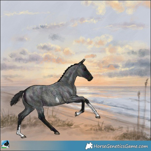 Horse Color:Midnight Blue Ice Roan Sabino 