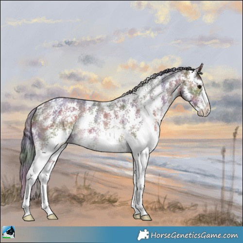 Horse Color:Nacre Brown Sabino Rabicano 