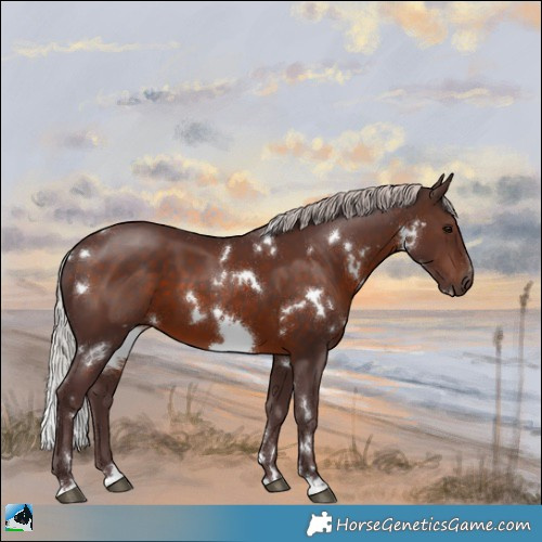 Horse Color:White Spotted Chocolate Silver Brown