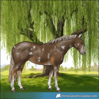 Horse Color:White Spotted Chocolate Palomino Mushroom