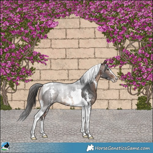 Horse Color:Brown Sabino Tobiano Rabicano