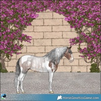 Horse Color:Brown Sabino Tobiano Rabicano 