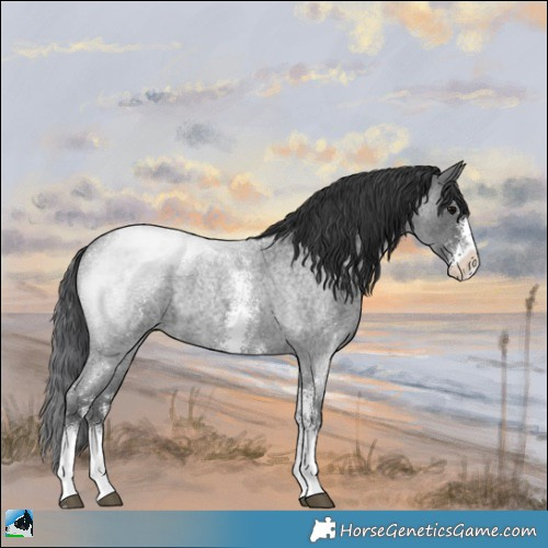 Horse Color:Blue Roan Sabino
