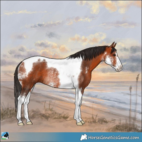 Horse Color:Bay Sabino Tobiano Rabicano 