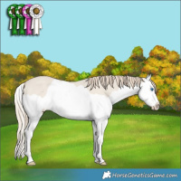 Horse Color:Smoky Creme Dun Splash 