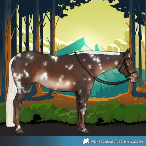 Horse Color:White Spotted Liver Chestnut Mushroom 