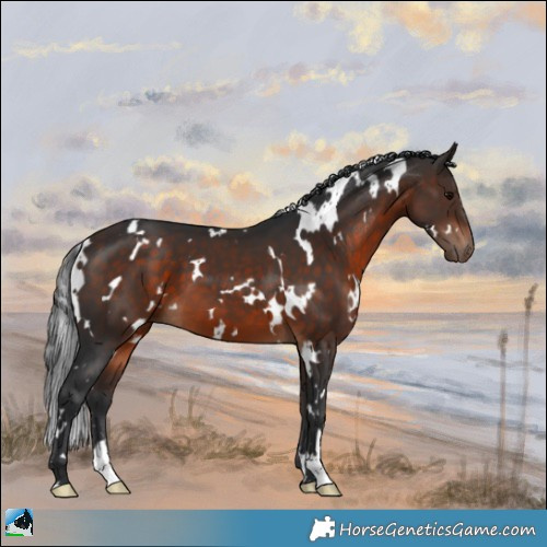 Horse Color:White Spotted Bay