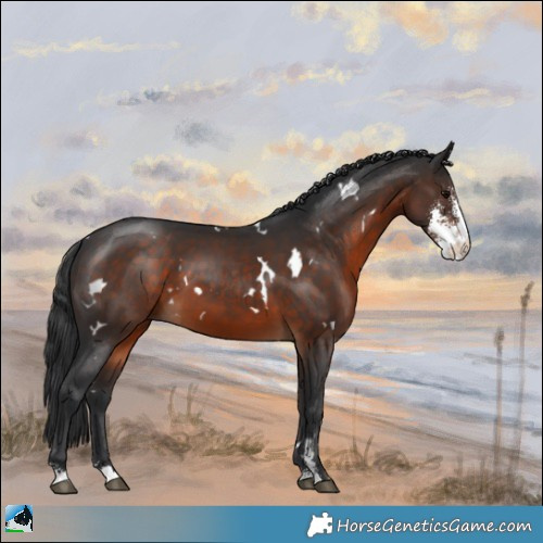 Horse Color:White Spotted Brown Sabino
