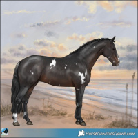 Horse Color:White Spotted Brown Sabino Rabicano 