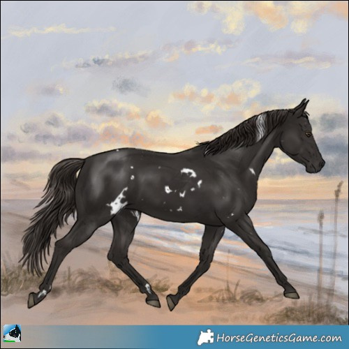 Horse Color:White Spotted Liver Chestnut 