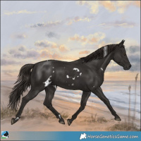 Horse Color:White Spotted Liver Chestnut 