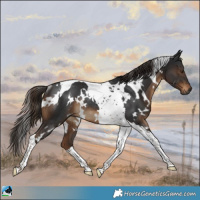 Horse Color:Gray White Spotted Liver Chestnut Tobiano Rabicano 