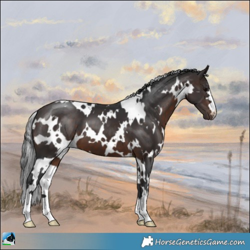 Horse Color:White Spotted Brown 