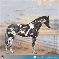 Horse Color:White Spotted Brown