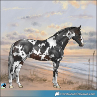 Horse Color:White Spotted Brown