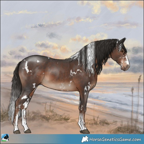 Horse Color:White Spotted Liver Chestnut Sabino