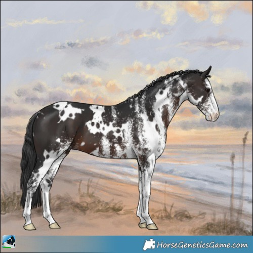 Horse Color:White Spotted Brown 