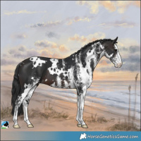 Horse Color:White Spotted Brown 