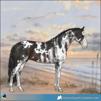 Horse Color:White Spotted Brown