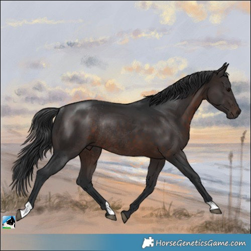 Horse Color:Brown Rabicano 