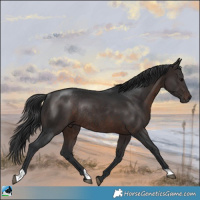 Horse Color:Brown Rabicano