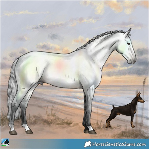 Horse Color:Gray Buckskin 