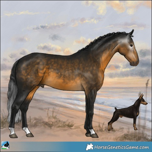 Horse Color:Gray Buckskin 