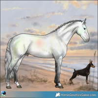 Horse Color:Gray Buckskin 