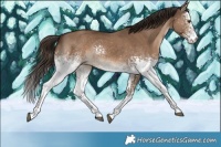 Horse Color:White Spotted Liver Red Dun Rabicano