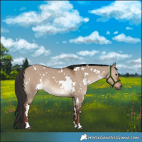 Horse Color:White Spotted Liver Red Dun Rabicano 
