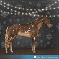 Horse Color:White Spotted Chocolate Palomino