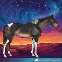 Horse Color:Liver Chestnut Tobiano 