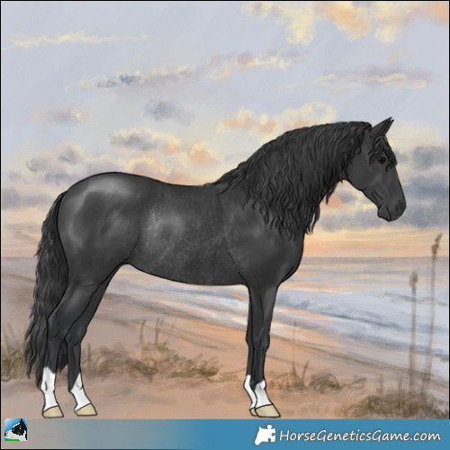 Horse Color:Black Rabicano