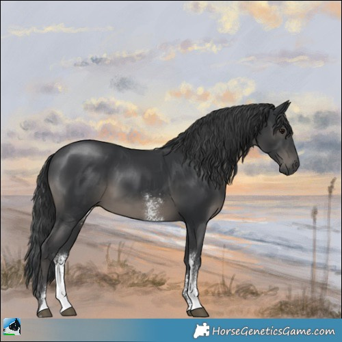 Horse Color:Black Sabino Rabicano 