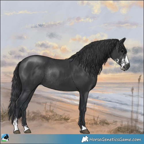 Horse Color:Black Sabino Rabicano 