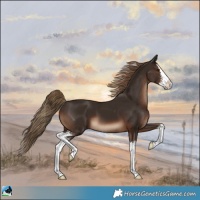 Horse Color:Liver Chestnut Sabino Splash
