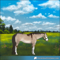Horse Color:White Spotted Liver Red Dun 