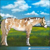 Horse Color:White Spotted Chocolate Palomino Dun Brindle