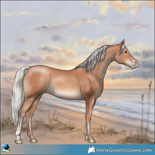Horse Color:Silver Classic Champagne Sabino Rabicano 
