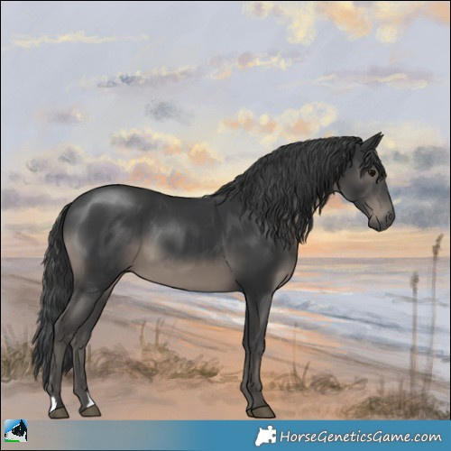 Horse Color:Black 