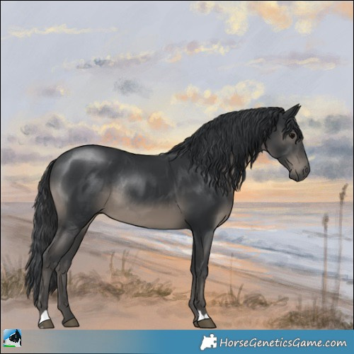 Horse Color:Black Rabicano 