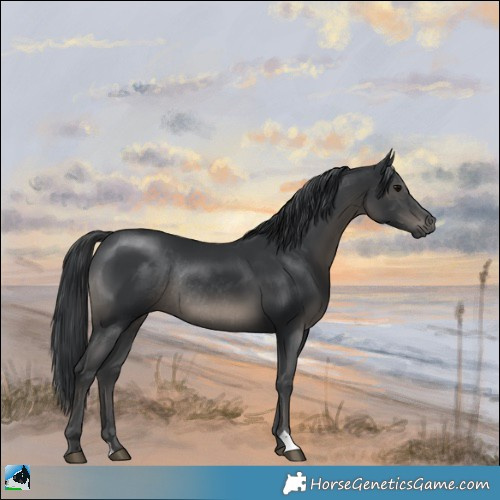 Horse Color:Black Rabicano 