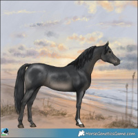 Horse Color:Black Rabicano 
