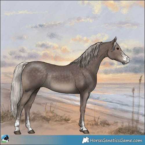 Horse Color:Silver Black Sabino Rabicano