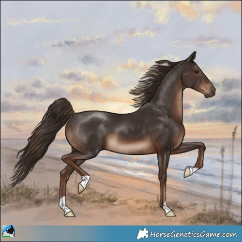 Horse Color:Liver Chestnut 