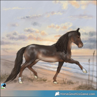Horse Color:Liver Chestnut 