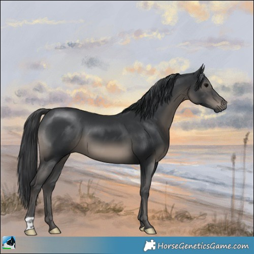 Horse Color:Black 