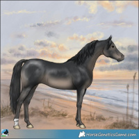 Horse Color:Black 