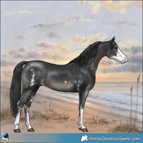 Horse Color:Black Sabino Rabicano 